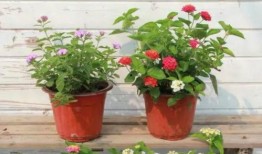 唐山小哥爆料视频最新,最新事件背后真相曝光